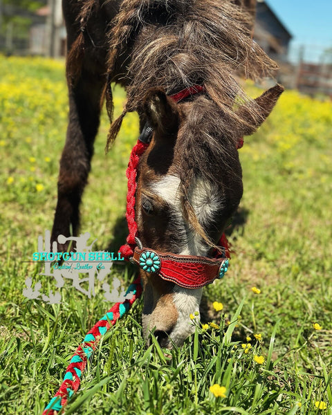 Red and turquoise pony bronc halter